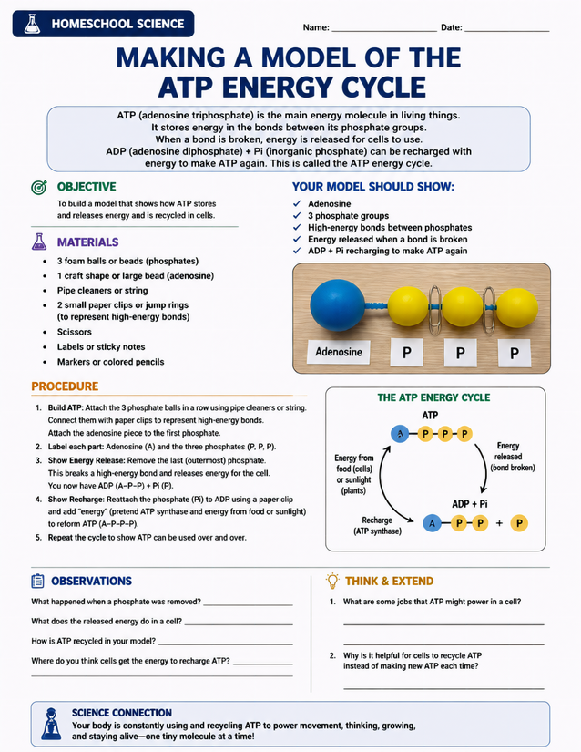 ATP Energy Cycle Model Lab Sheet, Grades 6-8