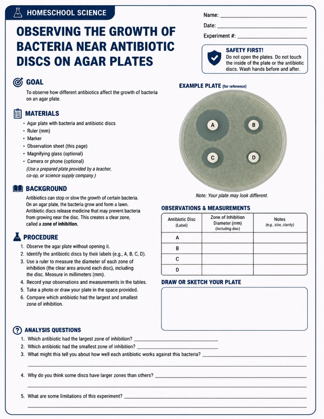 Bacteria Growth Near Antibiotic Discs Lab Sheet, Zone of Inhibition