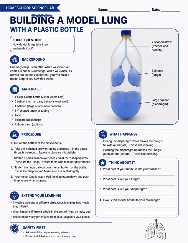 Building a Model Lung with a Plastic Bottle