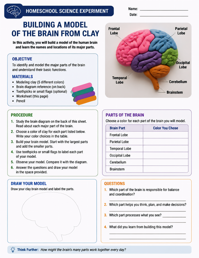 Building a Model of the Brain from Clay, Labeled by Lobe