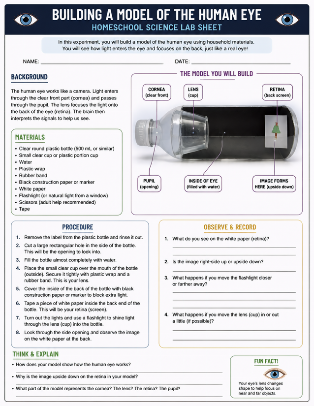Building a Model of the Human Eye, Homeschool Science Lab Sheet