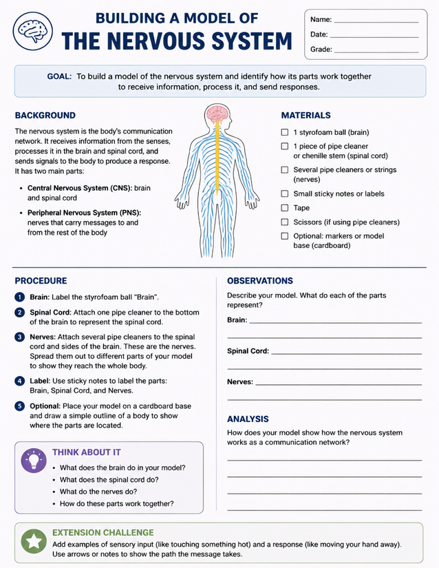 Building a Model of the Nervous System, CNS and PNS Lab Sheet
