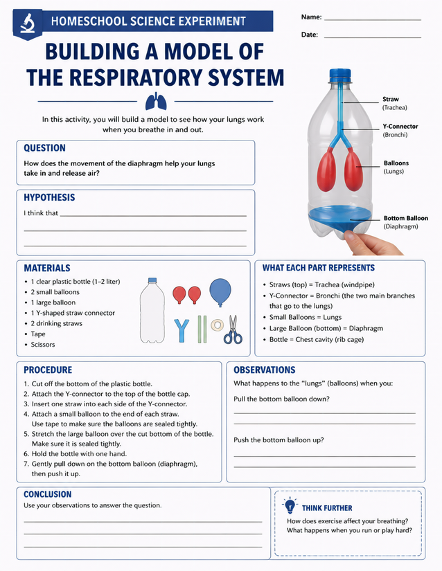 Building a Model of the Respiratory System, Diaphragm Focus