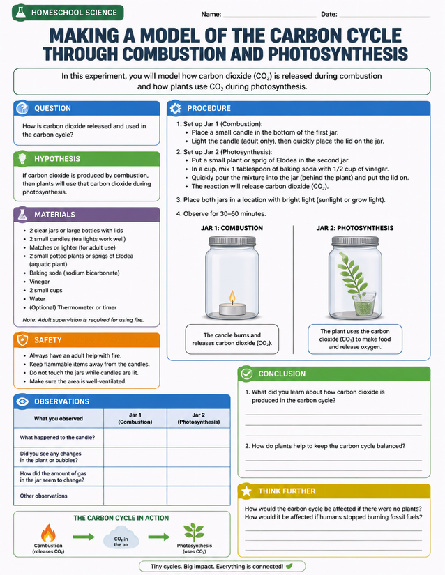 Carbon Cycle Combustion and Photosynthesis Lab Sheet