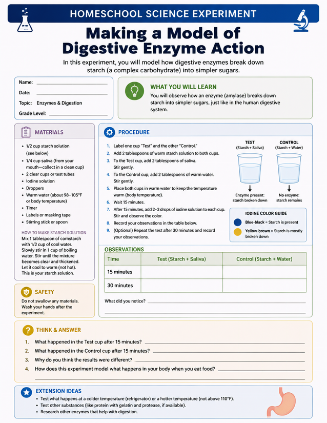 Digestive Enzyme Action Lab Sheet, Amylase and Starch