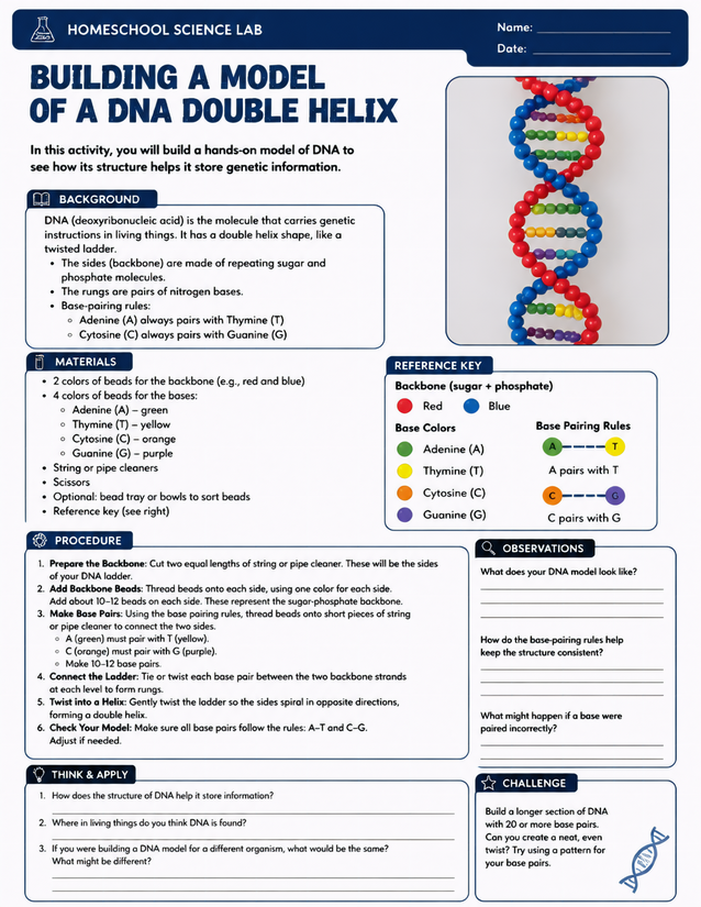 DNA Double Helix Model Lab Sheet, Beads and Base Pairs