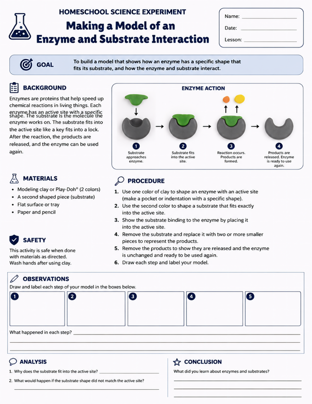 Enzyme and Substrate Interaction Model Lab Sheet