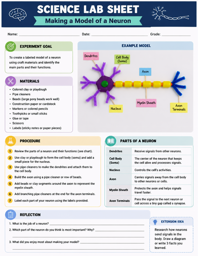 Making a Model of a Neuron, Labeled Parts Included