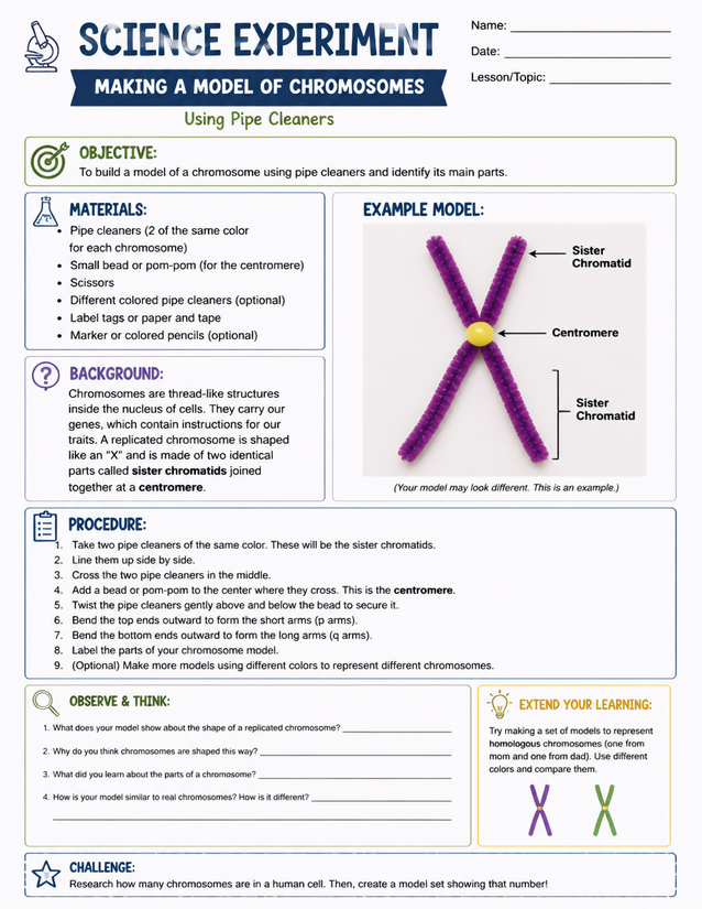 Making a Model of Chromosomes, Pipe Cleaner Lab Sheet