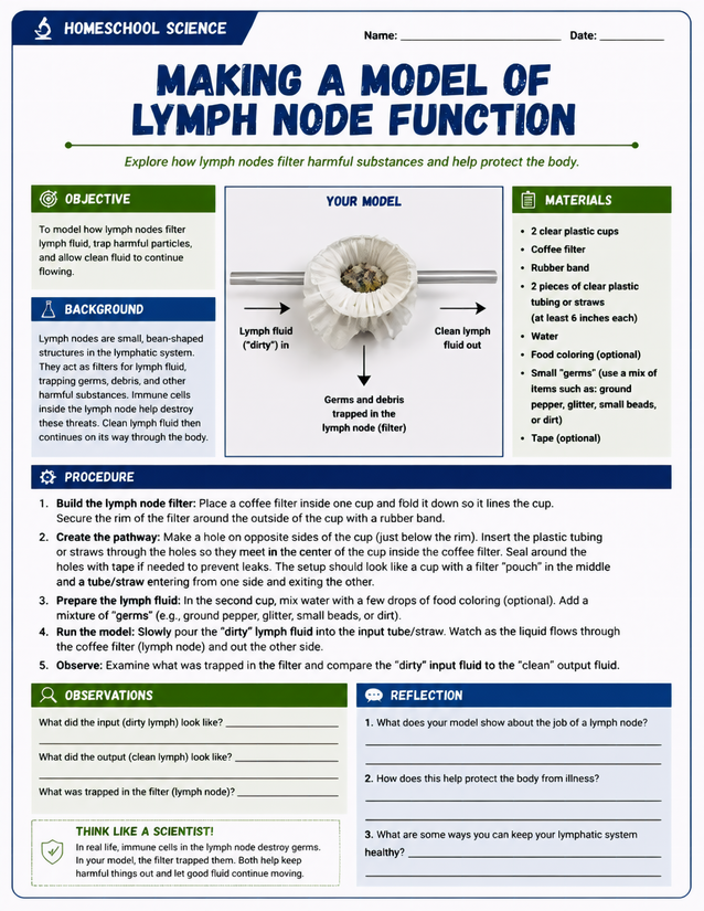 Making a Model of Lymph Node Function, Grades 5-8