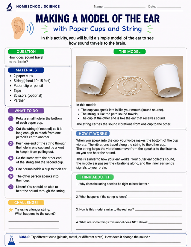 Making a Model of the Ear with Paper Cups and String