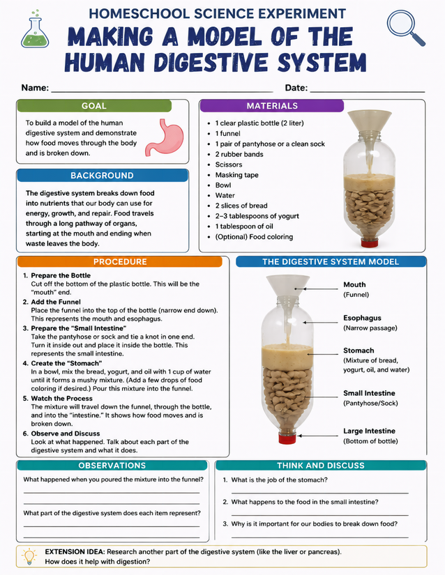 Making a Model of the Human Digestive System, Grades 4-6