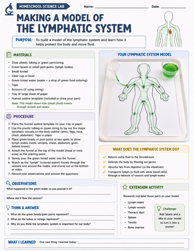 Making a Model of the Lymphatic System, Hands-On Lab Sheet