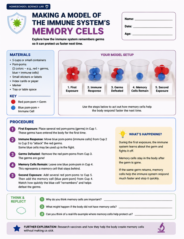 Making a Model of the Immune System’s Memory Cells