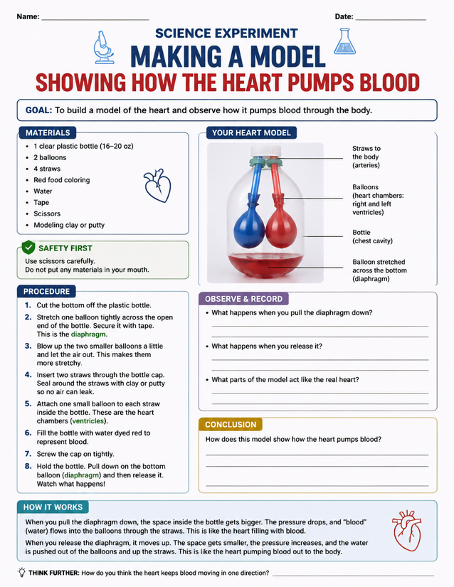 Making a Model Showing How the Heart Pumps Blood