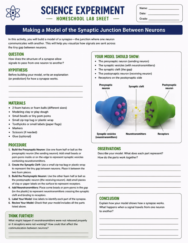 Synaptic Junction Model Lab Sheet, Foam Balls and Clay